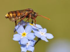 Nomada signata